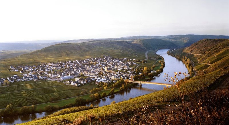 Herbstlicher Ausblick in der Goldenen Stunde über die Weinberge von Trittenheim mit Blick auf den ort und die Mosel, die sich zwischen den Reben durch das Tal schlängelt.